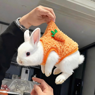 兔子衣服秋冬保暖小号背心兔子家居服侏儒兔安哥拉兔幼猫幼犬衣服
