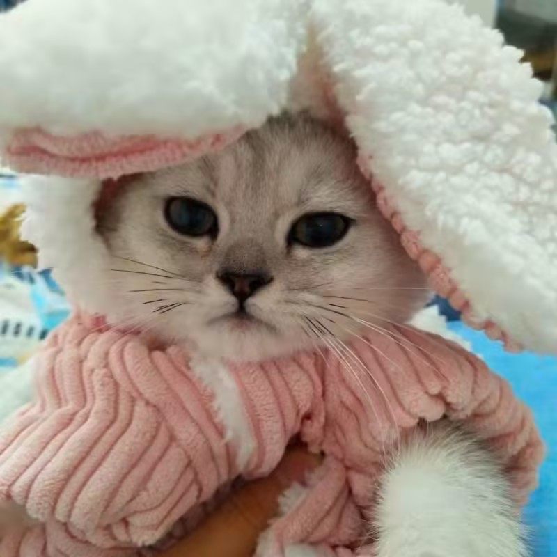 猫咪衣服可爱冬季保暖毛绒连帽卫衣布偶银渐层英短宠物狗狗厚棉衣,宠物/宠物食品及用品,猫宠物服装/雨衣（新）,淘宝优惠券,粉丝福利购,淘宝优惠卷