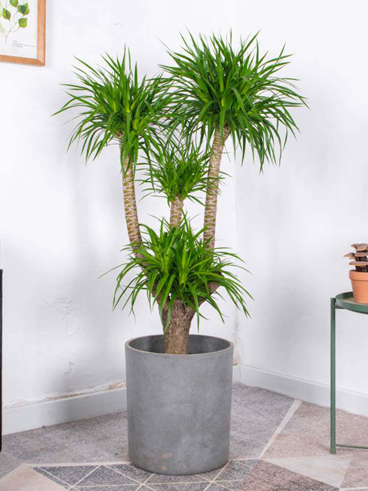 龙血树大型植物多头老桩造型龙须树绿植室内客厅办公室龙铁树盆栽
