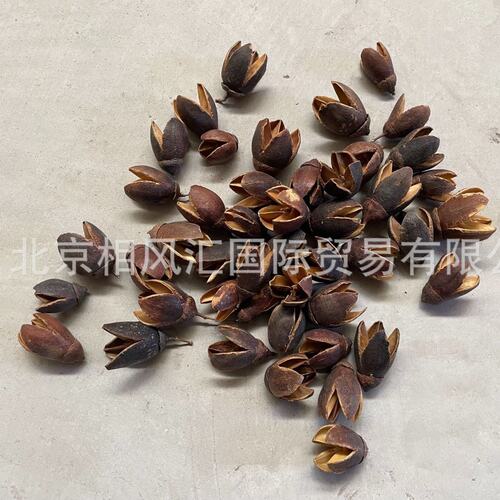 【马克利果】进口干花不果装饰摆设拍照道具插花天然植物鱼缸置景