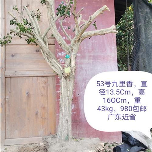 九里香盆景提根就里香老桩风景树室内绿植多花植物花浓香型植物