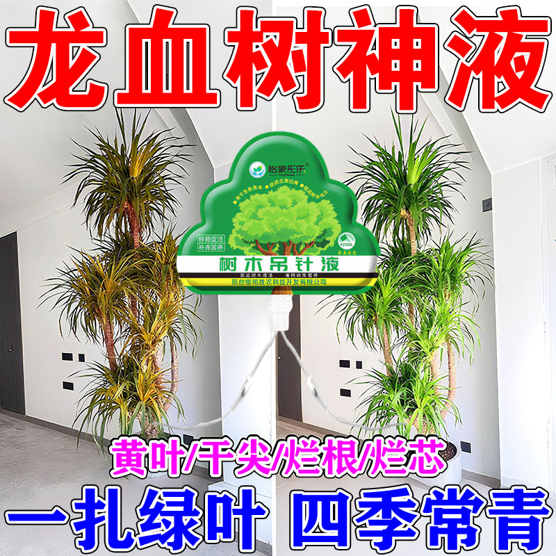 龙血树专用营养液治黄叶