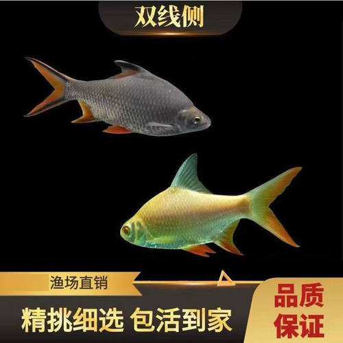 泰国鲫鱼双线侧鱼包邮包活飞凤鱼