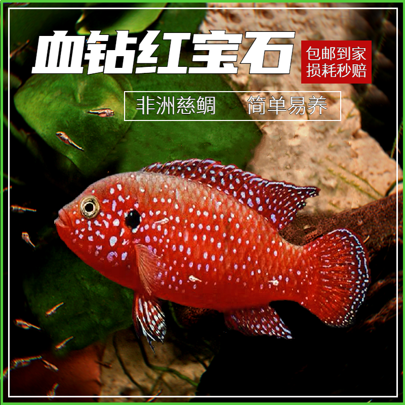 血钻红宝石好养耐活鱼场直销活体