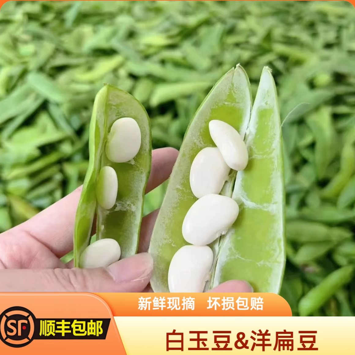 【顺丰包邮】新鲜洋扁豆白玉豆农家露天福建崇明上饶海门特产带壳