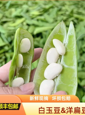 新鲜现摘农家自种洋扁豆白玉豆