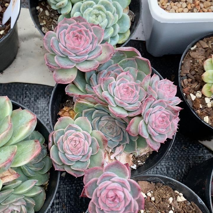 花卉植多肉养活多肉植物室内阳台