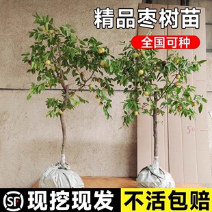 特大冬枣树活苗大青枣嫁接树苗南方北方盆栽地栽庭院种植果树大树