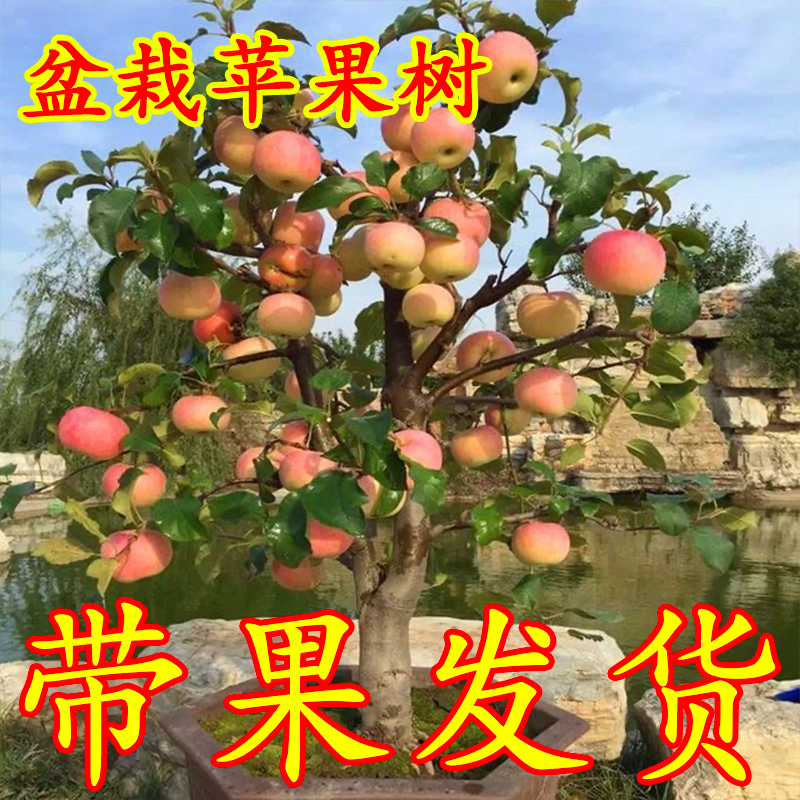 带果发货红富士苹果树果苗盆栽矮化南方北方地栽庭院四季种植果树