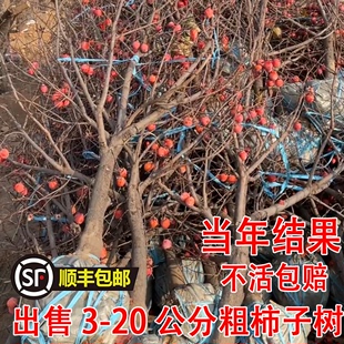 特大脆甜柿子树果苗嫁接树苗南方北方四季 种植盆栽地栽庭院果树