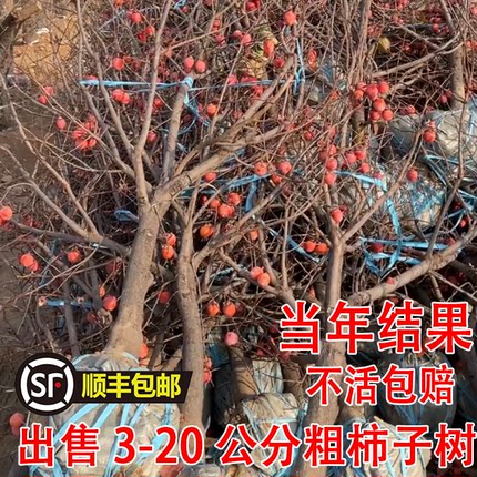 特大脆甜柿子树果苗嫁接树苗南方北方四季种植盆栽地栽庭院果树