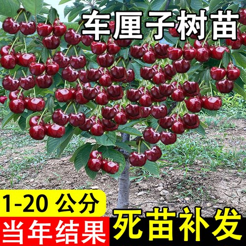 车厘子树苗当年结果包成活包结果