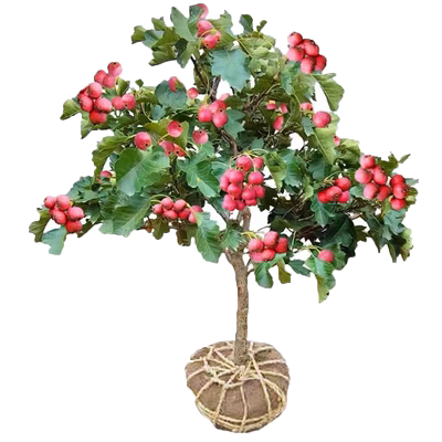 正宗甜山楂树活苗庭院耐寒果树苗