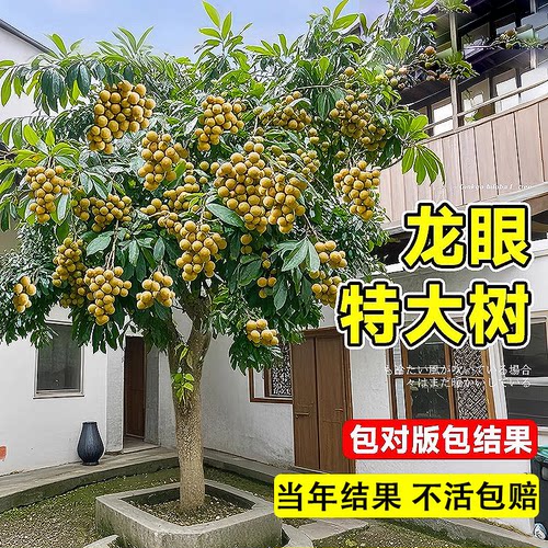石硖龙眼树当年结果包成活包结果
