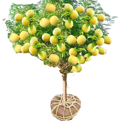 正宗蜂糖李树苗基地直销不活补发