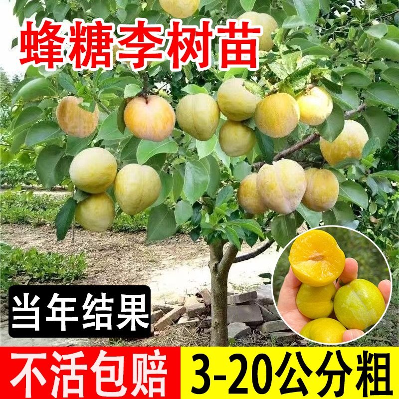 正宗蜂糖李树苗脆甜脱骨李西梅果树盆栽地栽庭院四季种植李子