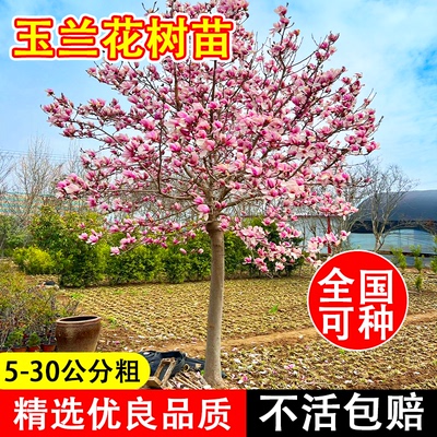 玉兰花树苗当年开花不活包赔