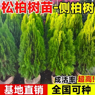 侧柏松柏树苗塔柏龙柏盆栽基地直销成活率高全国可种乔木绿化苗木