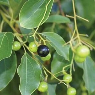 农家新鲜香樟树叶樟树子樟树枝女贞子叶女贞子果中药材现采现发