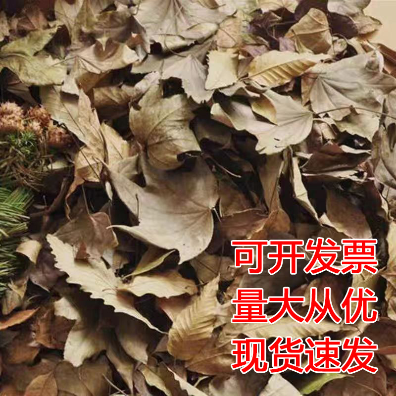 天然真树叶装饰秋天落叶布景
