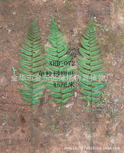 仿真植物蕨类单支桫椤叶落地盆景桫椤假树叶工程DIY装饰厂家