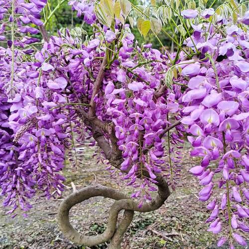 丰花紫藤盆景庭院耐寒夏季遮阴老桩盆栽日本紫藤阳台爬藤攀援藤蔓