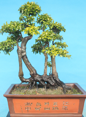 金弹子树桩盆景绿植物庭院练手桩红色黑塔子瓶兰花包邮金弹子熟桩