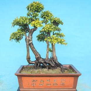 金弹子树桩盆景绿植物庭院练手桩红色黑塔子瓶兰花包邮金弹子熟桩