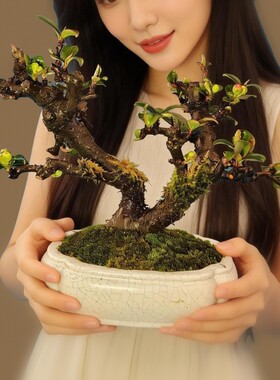 造型盆栽好养活客厅绿植花卉老桩