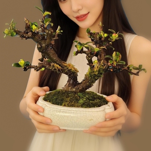 木瓜海棠盆景树桩室内客厅绿植花卉开花结果好养活老桩造型盆栽