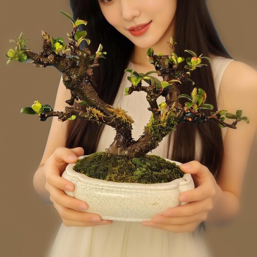 造型盆栽好养活客厅绿植花卉老桩