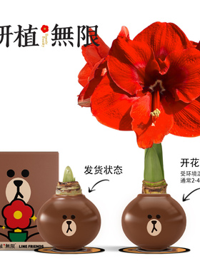 研植无限布朗熊橙色赛维朱顶红腊球礼盒送女友生日礼物实用礼品