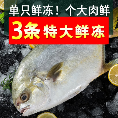 臻鲜渔金鲳鱼海鱼新鲜冷冻