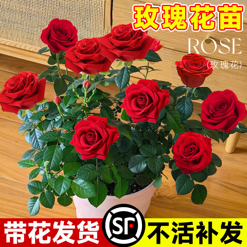 玫瑰花苗带花苞月季盆栽特大花蔷薇室内外庭院花卉绿植物四季花开
