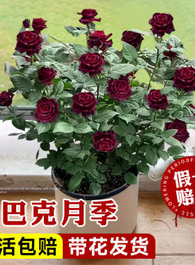 黑巴克月季玫瑰花苗盆栽带花苞老桩庭院多季开丝绒暗红色花卉绿植