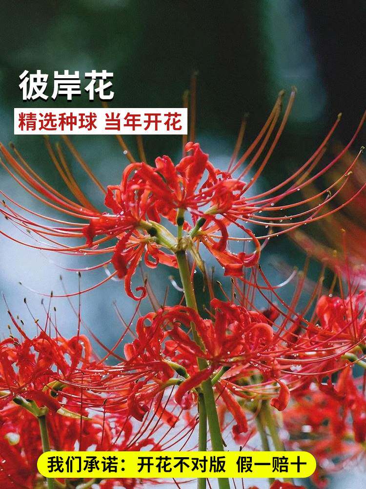 彼岸花种球宿根盆栽曼陀罗珠沙华多年生石蒜四季开花卉室内外植物