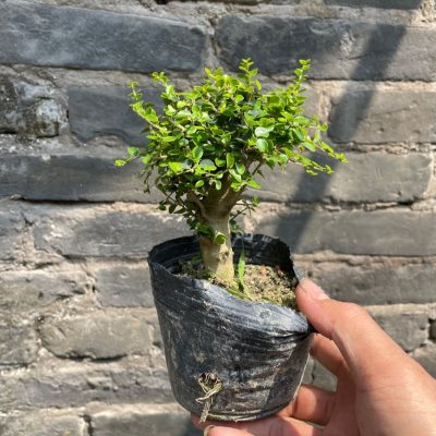 小老桩海南香兰矮桩盆景素材微盆景稀有品种开花浓香名贵花园植物