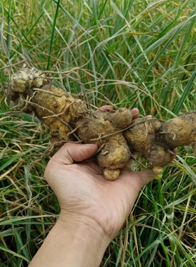 南岳高山野生鲜黄精现挖多花黄精煲汤泡酒中药材