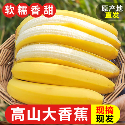 产地直销广西高山甜糯香蕉banana青香蕉自然熟非小米蕉芭蕉苹果蕉