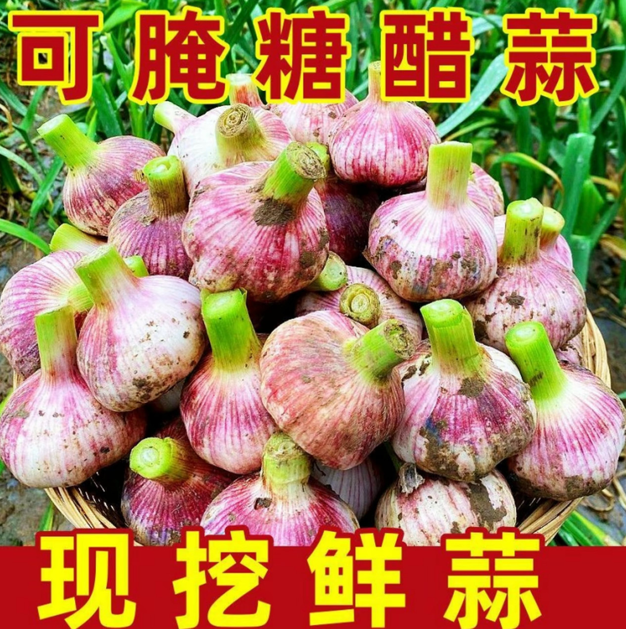 新鲜大蒜头5斤整箱包邮!