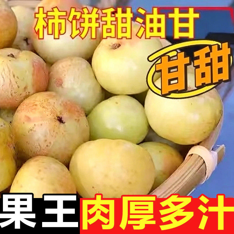 精选果潮汕甜种油柑高山柿饼甜油甘果余甘子滇橄榄新鲜现摘老果