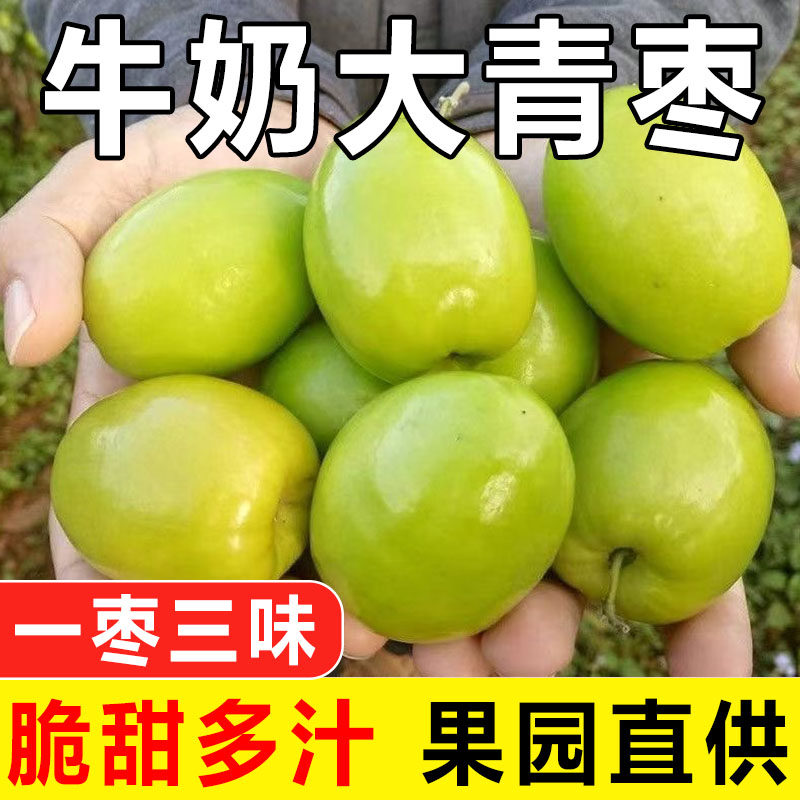 现货福建牛奶枣大青枣台湾贵妃牛奶蜜枣新鲜苹果脆甜冬枣子包邮