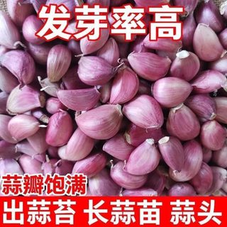 【可吃可种】紫皮蒜瓣新干蒜中大瓣出蒜台蒜苗产地直发干大蒜种子