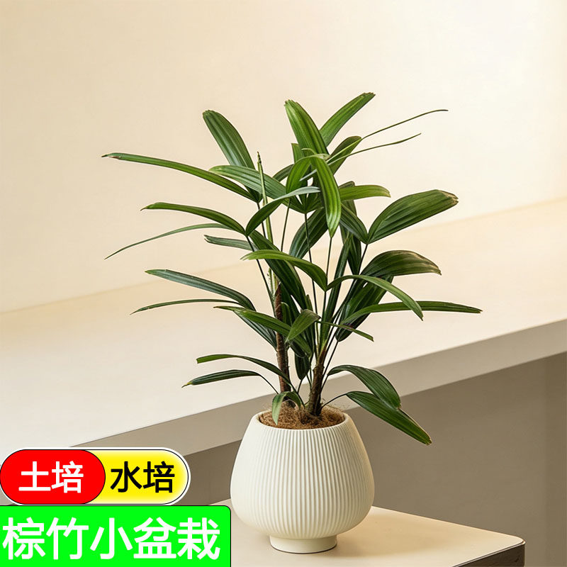 棕竹小苗好养常青耐旱盆栽水培植水培绿植