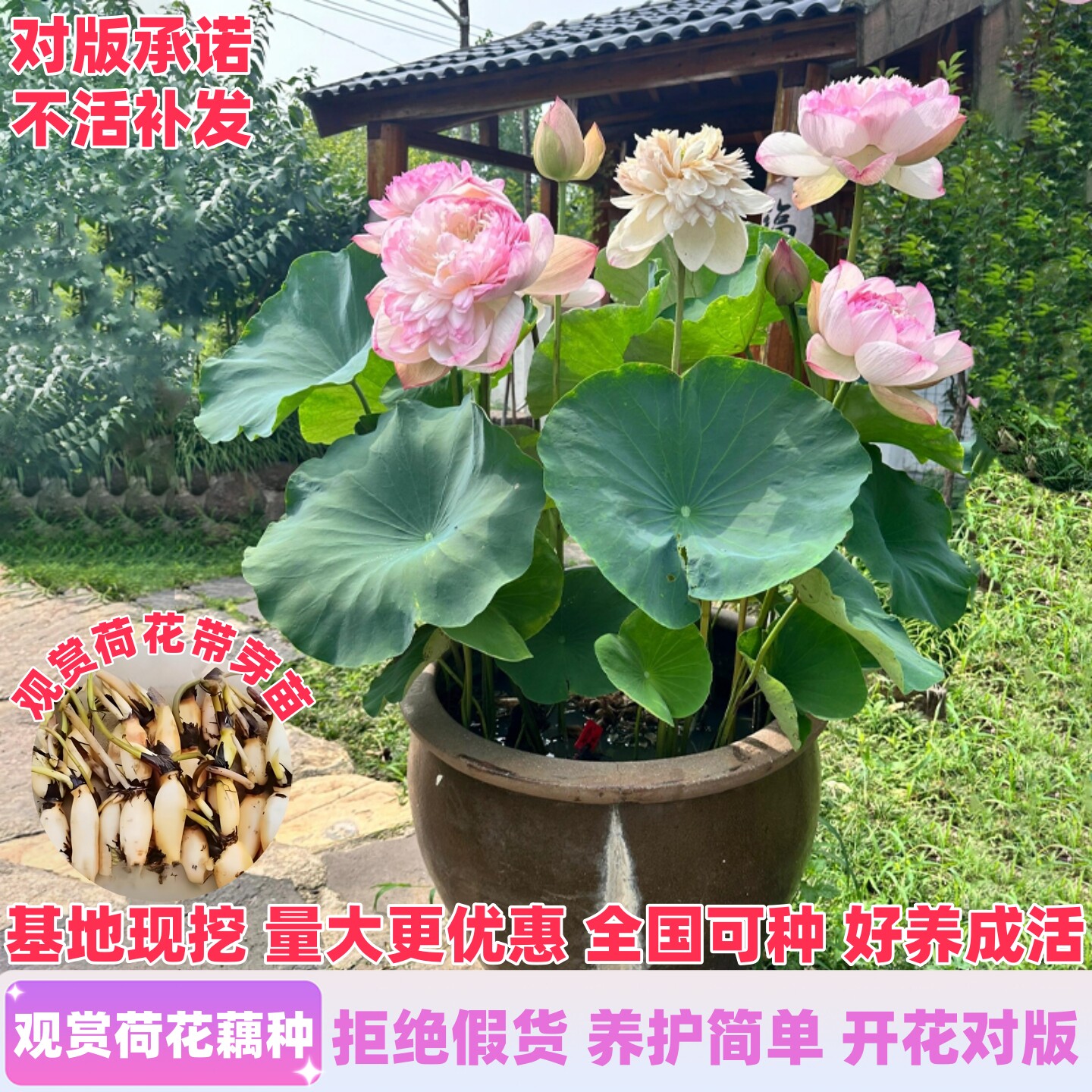 观赏荷花藕种盆栽水培植物池塘庭院水养莲花苗碗莲睡莲花卉种籽子