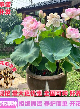 观赏荷花藕种盆栽池塘包成活对版