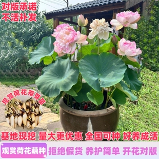 观赏荷花藕种盆栽水培植物池塘庭院水养莲花苗碗莲睡莲花卉种籽子