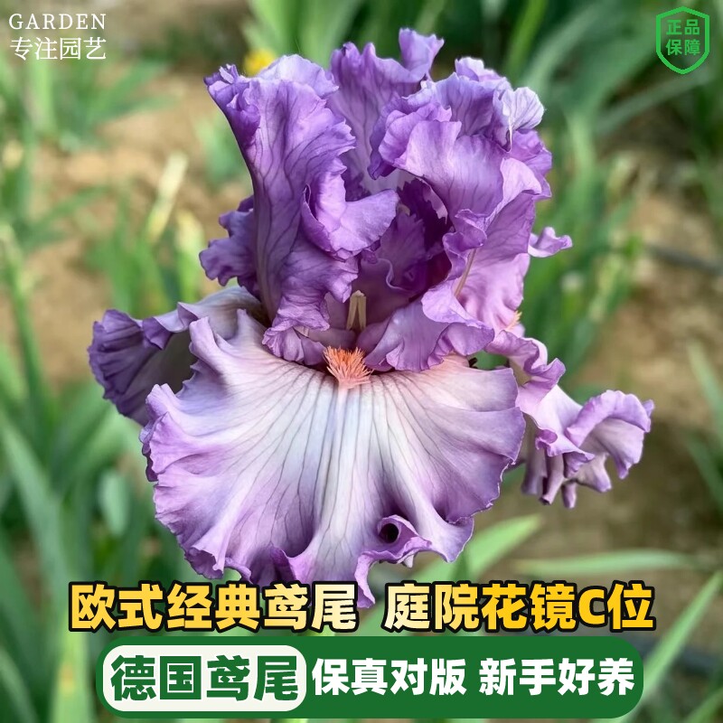 进口德国鸢尾种球根多年生花苗阳台盆栽庭院地栽耐寒耐热花卉植物