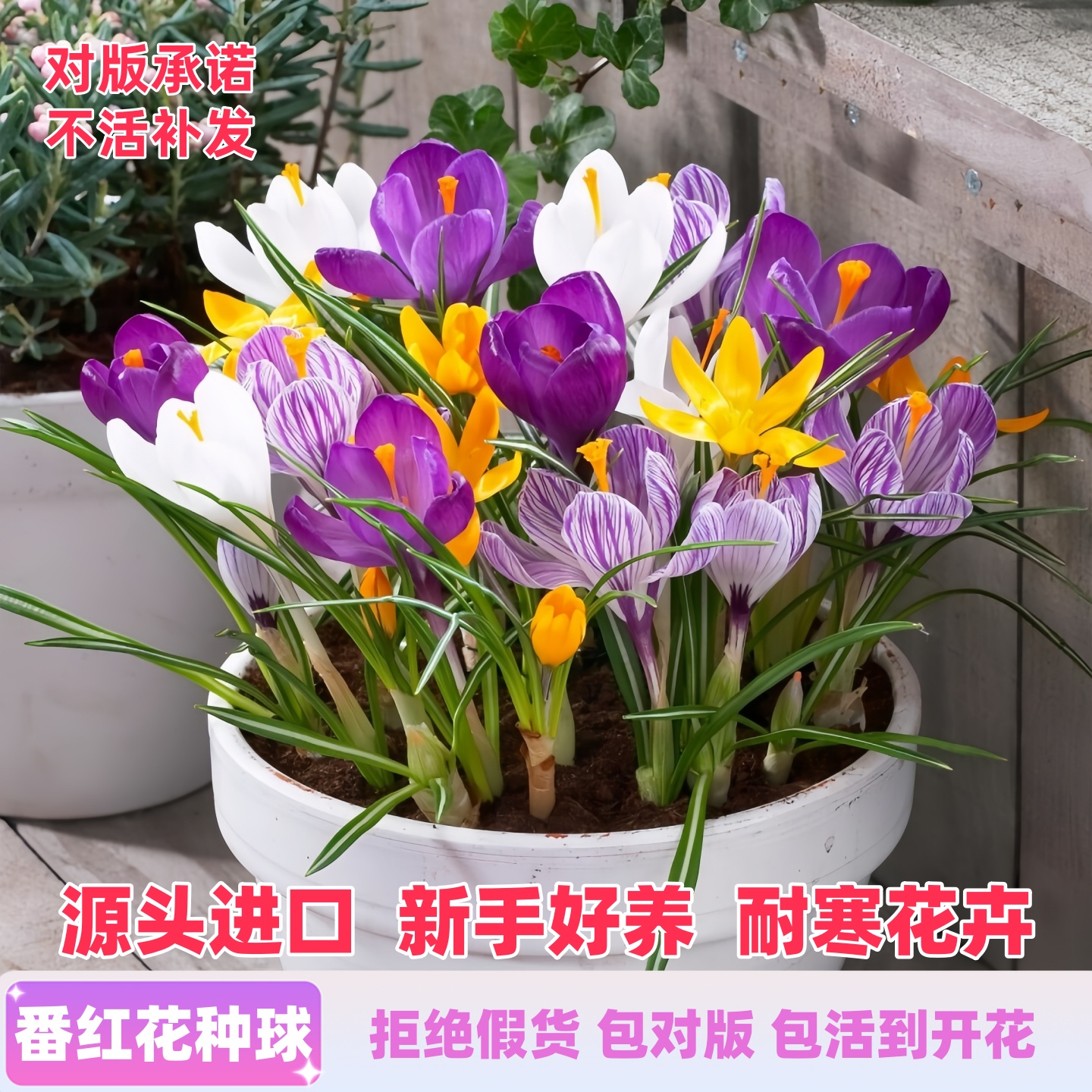 进口番红花种球藏红花开花包对版