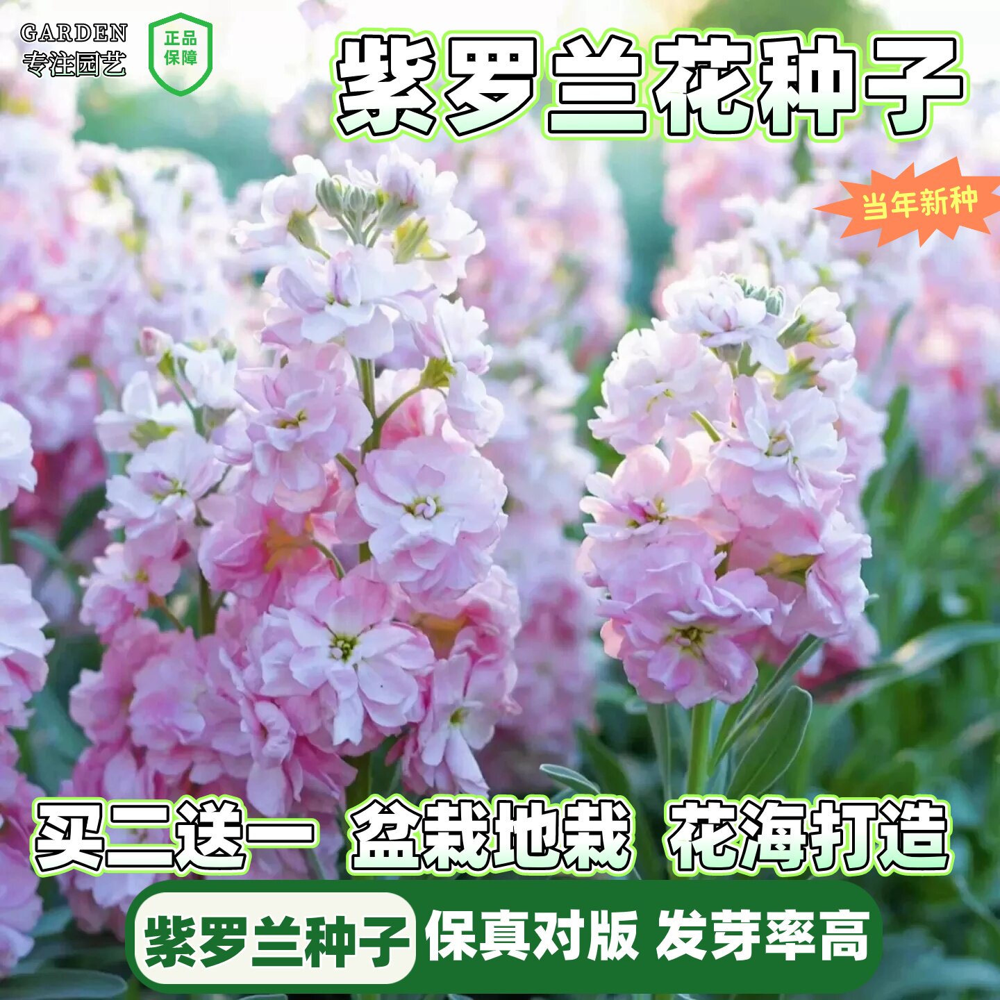 紫罗兰花种子重瓣花籽四季播种开花耐寒庭院阳台盆栽浓香好养花海